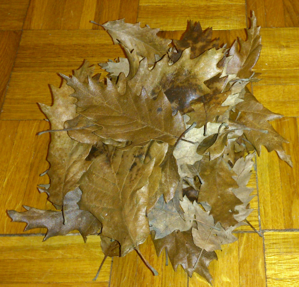 File:Oak leaves 60.jpg