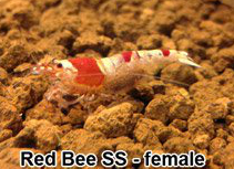 File:Caridina-cantonensis-red-bee-female.jpg