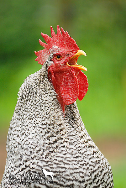 File:Amroks rooster singing rodriguez rueda mirka.jpg