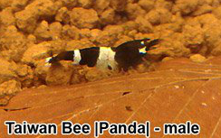 File:Caridina-cantonensis-taiwan-bee-panda-male.jpg