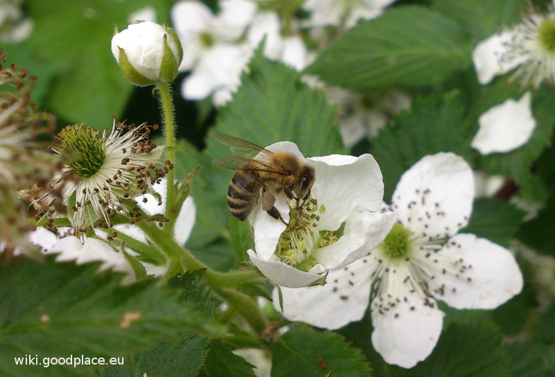 File:Rubus fruticosus flowers and bee with pollen3.jpg