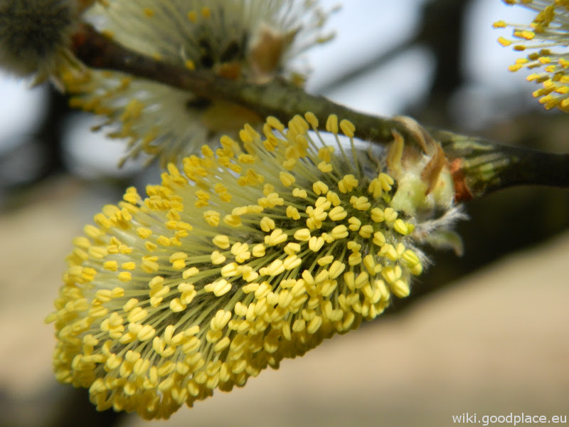File:Salix caprea male flower.JPG