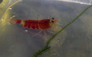 File:Caridina-cantonensis-crystal-red-super-red.jpg