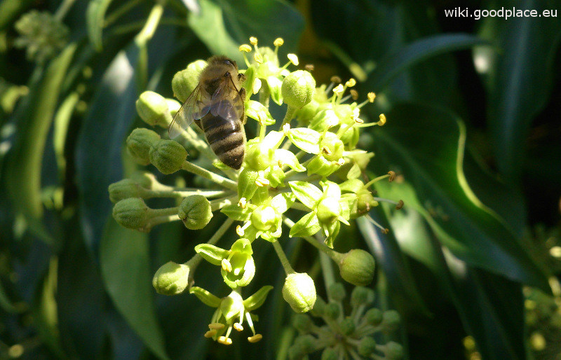 File:Hedera helix flowers and bee.jpg