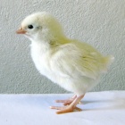 File:Dekalb-white-chicken.jpg