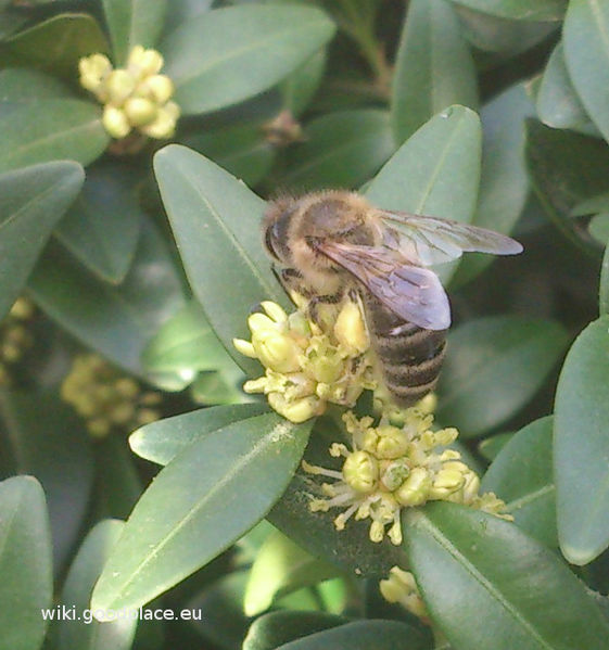 File:Buxus sempervirens flowers and bee3.jpg