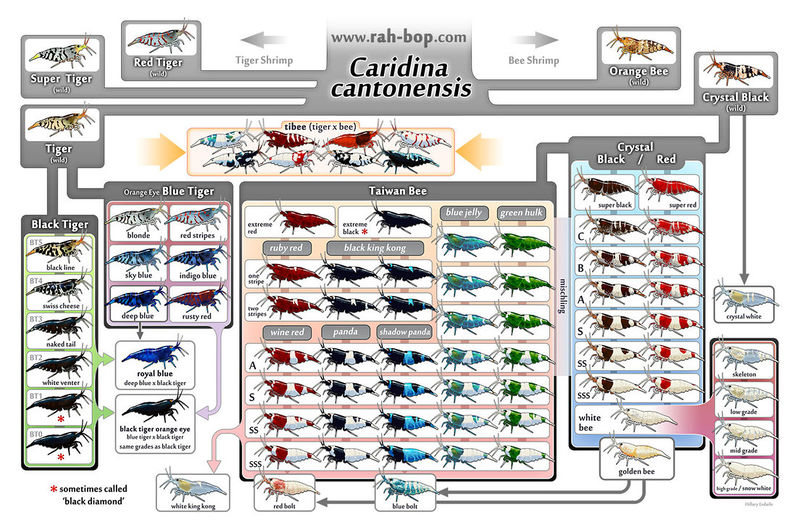 File:Caridina cantonensis family tree.jpg