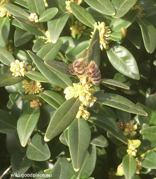 File:Buxus sempervirens flowers and bee2.jpg