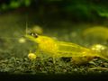 Neocaridina davidi - Yellow; Autor: http://www.redsakura.sk