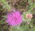 Creeping Thistle and Honey Bee