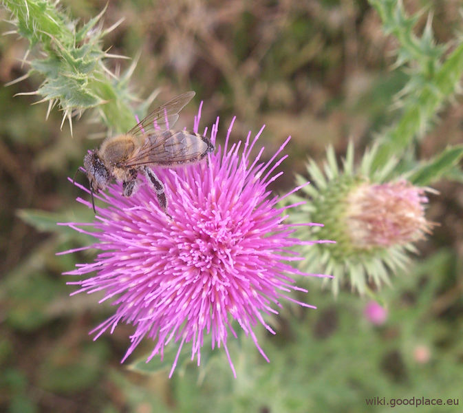 File:Cirsium arvense and bee 20170910a.jpg