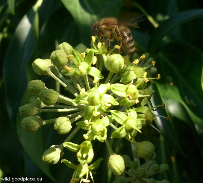 File:Hedera helix flower and honey bee.jpg
