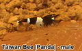 Caridina cantonensis var. Taiwan Bee (panda) - samec; Autor: Denis Maďar