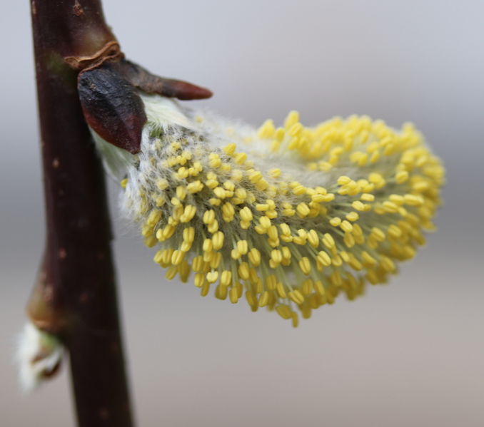 File:Salix caprea pendula flower 20180414.jpg