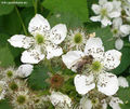 Ostružina černicová - včela na kvete