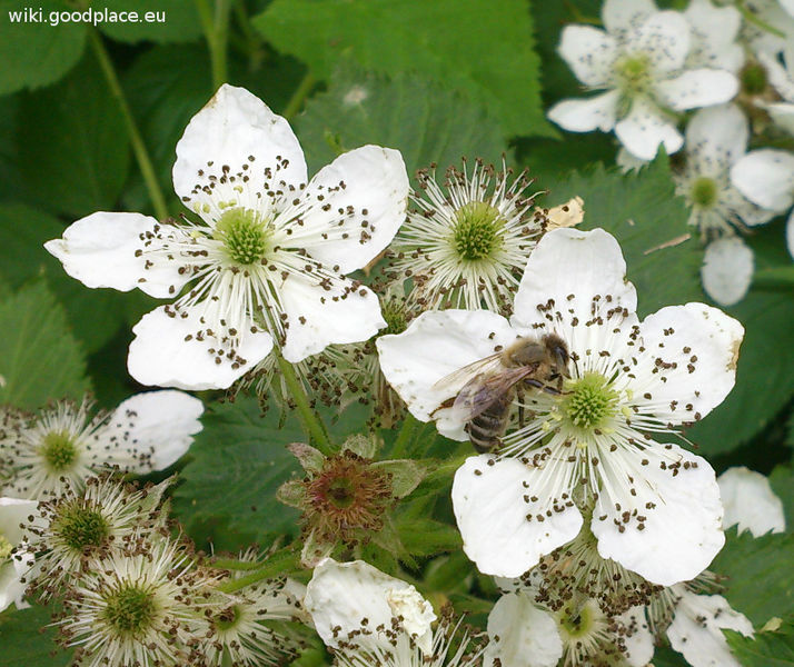 File:Rubus fruticosus flowers and bee.jpg