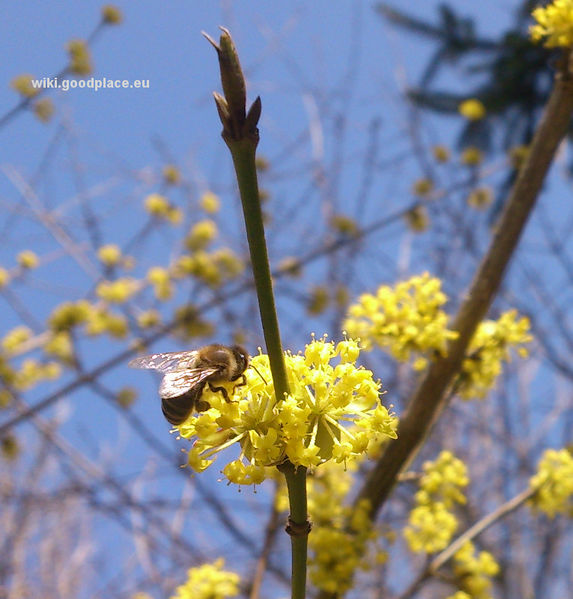 File:Cornus-mas-flower-and-bee.jpg