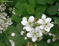 Ostružina černicová - kvety