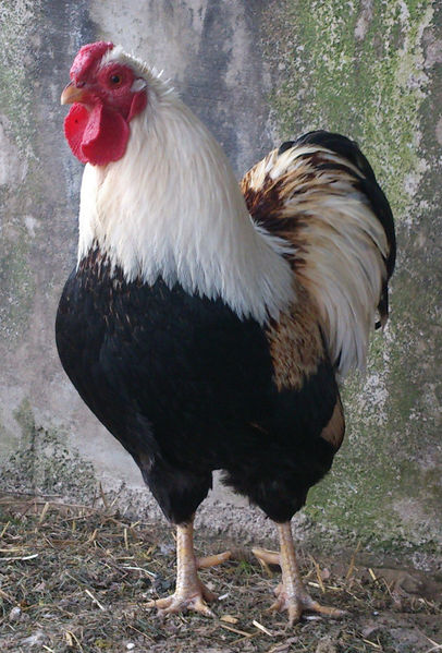 File:Dwarf-wyandotte-rooster-3.jpg