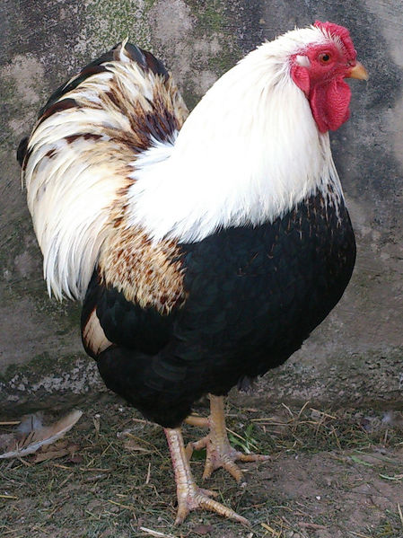 File:Dwarf-wyandotte-rooster-2.jpg