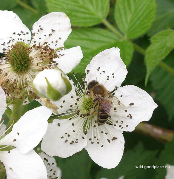 File:Rubus fruticosus flowers and bee with pollen2.jpg