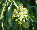 Common ivy with honey bee