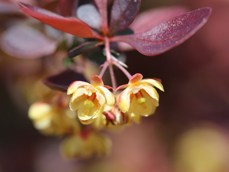 File:Berberis thunbergii atropurpurea flowers 20180502.jpg