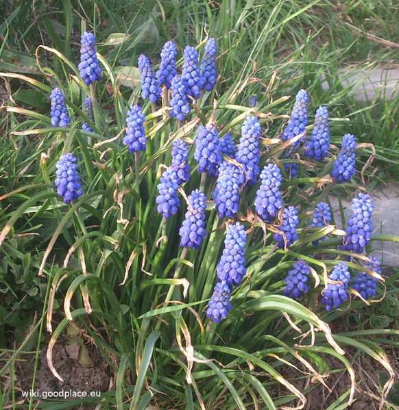 File:Muscari armeniacum flowers april.jpg