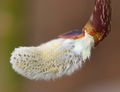 Vŕba rakytová - samčí kvet